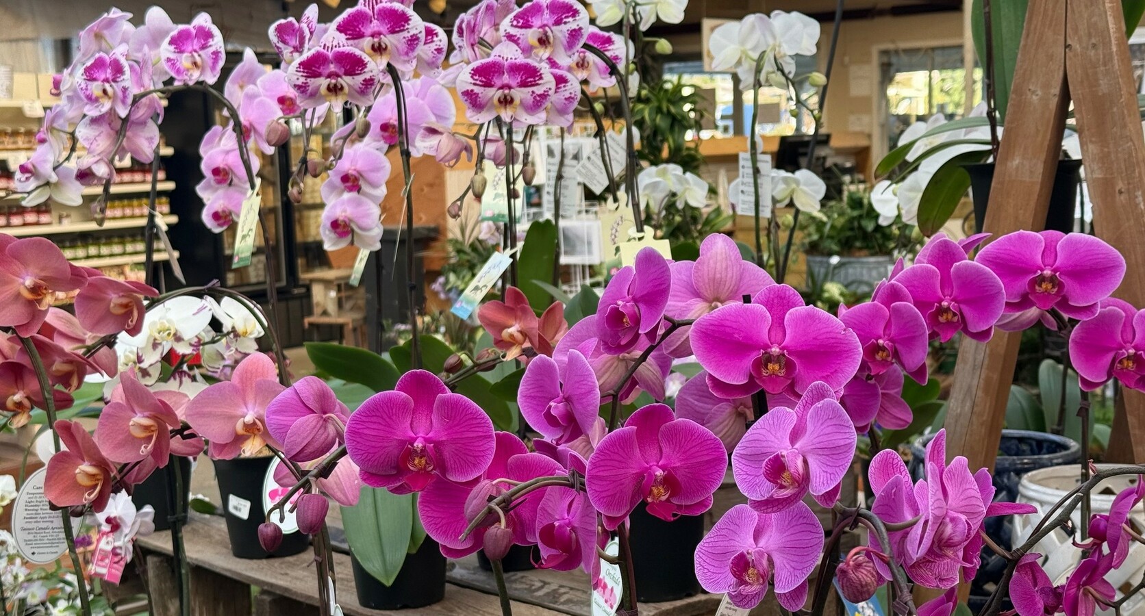 Orchids