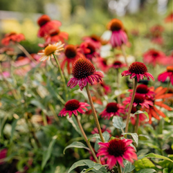 10 Flowers to Plant for Mid-Summer Colour