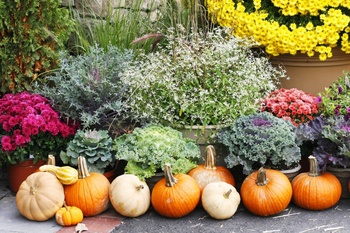 10 Garden Tips for September