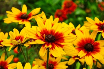 10 Late-Summer Blooming Plants