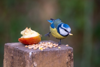 9 Ways to Make Your Garden Wildlife-Friendly This Winter