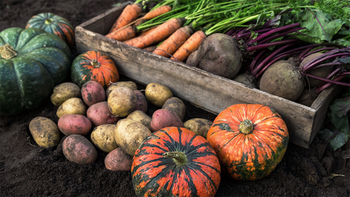 Your Guide to Fall & Winter Vegetable Gardening