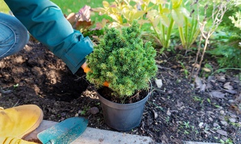 What to Plant in September: Trees, Shrubs, and Perennials for Fall Success