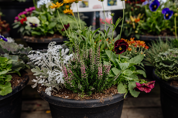 How to Create Stunning Fall Planters: The Thriller, Spiller, and Filler Way!