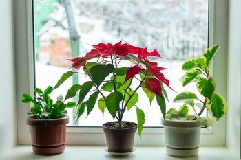 How to keep your houseplants flourishing in winter