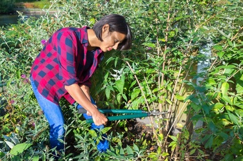 How to Prune Shrubs