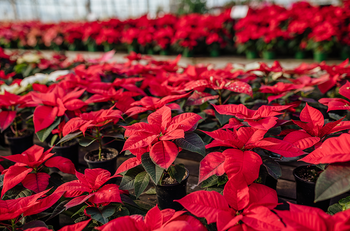 How to Take Care of Poinsettias: Tips and Tricks for Long Lasting Blooms