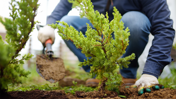 Why September is the Perfect Time to Plant Perennials, Shrubs, and Trees