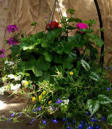 HANGING BASKET MIX 13" - Sun