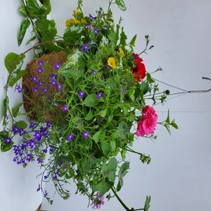 HANGING BASKET 14" MOSS MIX