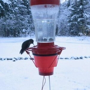 Hummingbird Heater