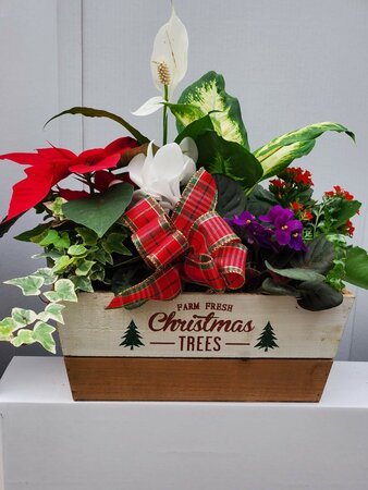 Holiday Planter - Small