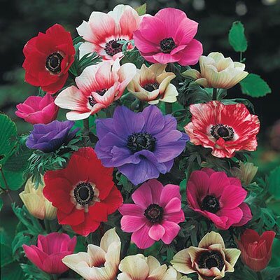 ANEMONE DE CAEN MIXED