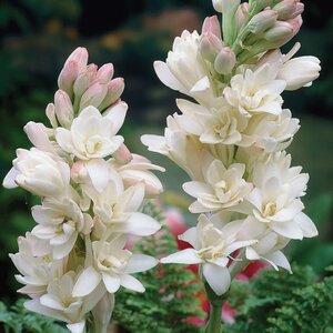 TUBEROSE THE PEARL