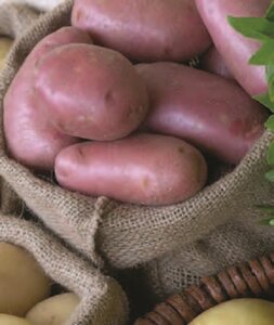 NORLAND POTATO 2kg