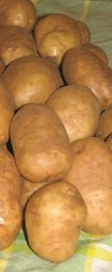 RUSSET BURBANK POTATO