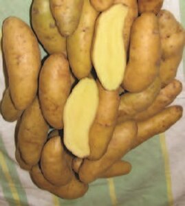 BANANA GOURMET POTATO